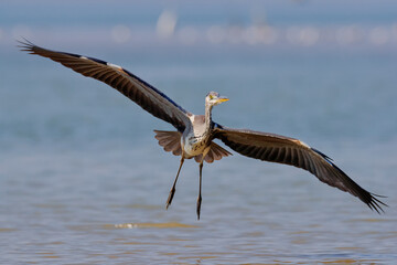 Close-up photo of grey heron landing on the lake surface. Grey Heron, Adrea cinerea.