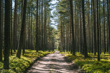 Obraz premium Road leading through an evergreen pine forest with sunlight and shadows. Summer landscape in forest.