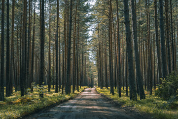 Road leading through an evergreen pine forest with sunlight and shadows. Summer landscape in forest.