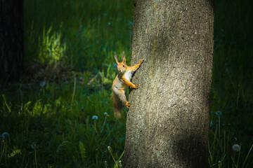 Squirrel sits on a tree trunk in the forest