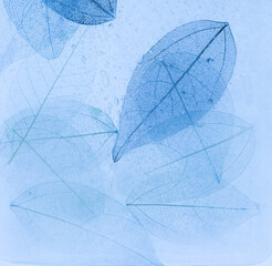 Macro leaves background texture blue color. Transparent skeleton leaves, colorful beautiful image of nature, leaves on ice
