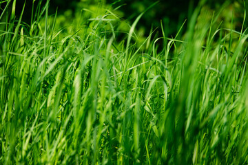 Fototapeta na wymiar Tall young green grass