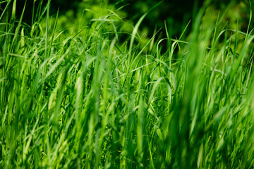 Tall young green grass