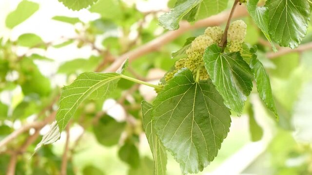 Raw and ripe green white mulberry on branch. Closeup and macro leaf. Little fresh fruits on tree. 3 set of different shots.