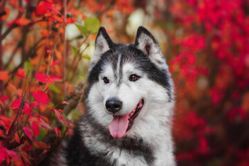 siberian husky portrait among the autumn forest
paint the forest