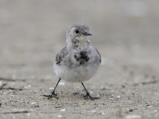 Close-up photo of a young wagtail on a stony beach. White Pied Wagtail, Motacilla alba.