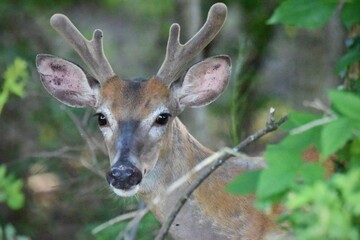 deer in the woods