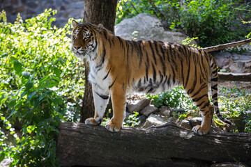 The Amur tiger stands on a tree