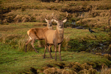 ciervo rojo, Cervus elaphus scoticus, Parque Nacional de Cairngorms, Highlands, Escocia, Reino Unido