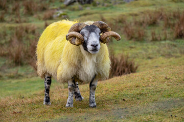 cordero semental, valle de Quiraing, Highlands, Escocia, Reino Unido