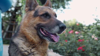 German shepherd is watching carefully. A faithful guard dog in the service of guarding. Close-up of a dog's head. A beautiful animal.