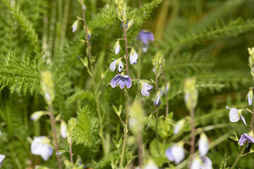 Wildflower bluebell blooms in spring, with shallow depth of field