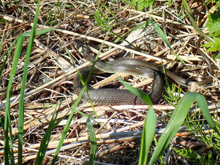 Eine Ringelnatter verdaut bei einem Sonnenbad einen erbeuteten Fisch