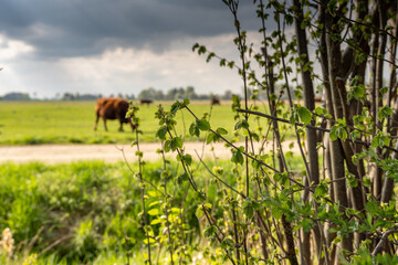 Weide mit Kuh im Hintergrund
