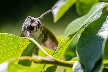 Fototapete bei efototapeten.de bestellen   