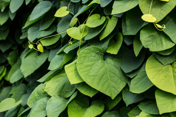 Green leaves on bushes