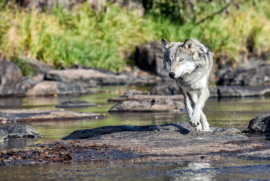 Adult Gray Wolf At Rivers Edge
