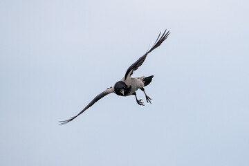 Eine fliegende Nebelkrähe frontal vor graublauen Himmel