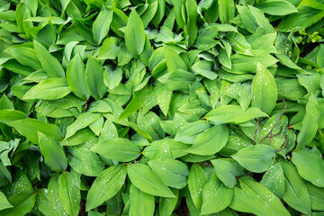 Leaves of Lily of the valley after rain in summer, Haaga Rhododendron Park, Helsiki, Finland