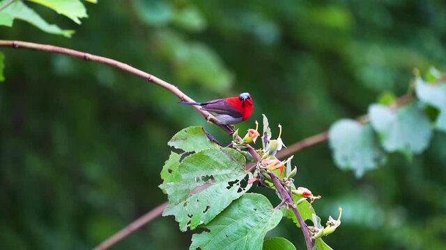 Small bird : Crimson Sunbird in forest.