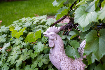 Der Hahn zwischen Weinlaubblättern