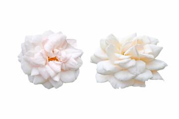 Fototapeta na wymiar Couple of white rose flowers isolated on white