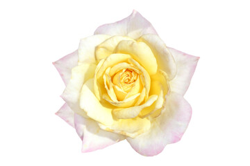 pink and yellow rose isolated on white