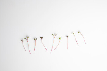 Sprouts microgreens of red cabbage, on a white background, healthy eating concept.