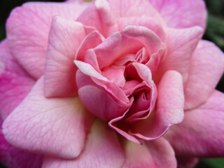 CLOSE UP OF PINK ROSE AT MY GARDEN ON A CLOUDY DAY