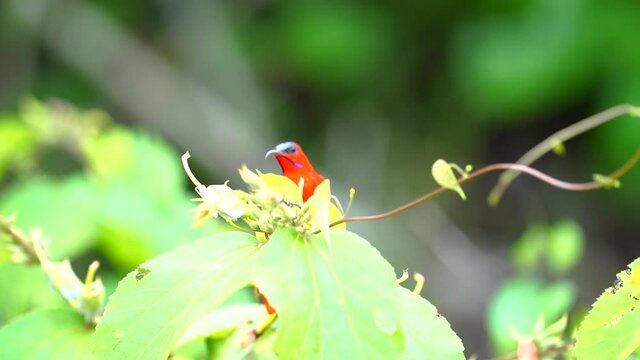 Small bird : Crimson Sunbird in forest.