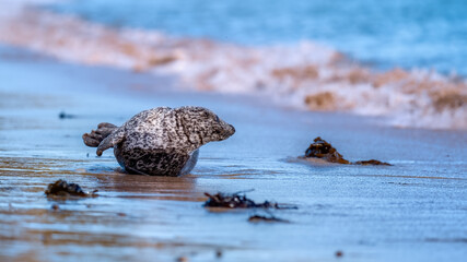 Common seal (harbour seal) on the shore watching the surf © HighlandBrochs.com