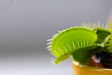venus flytrap (dionaea  muscipula) in a vase in summer sunshine