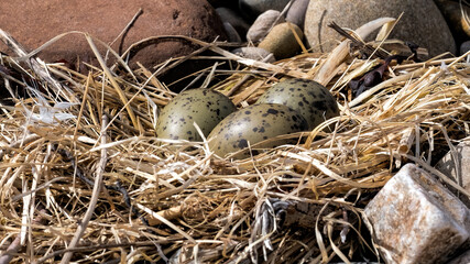 Common gull nest with three eggs