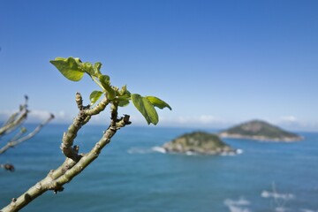 Selective focus shot of a branch with few leaves and the sea in the background