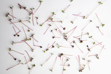 Micro greens sprouts on white background, healthy eating concept.