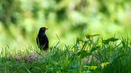 Blackbird in summer grass with a beak full of crane fly