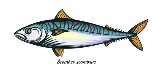 mackerel fish isolated vector illustration - obrazy, fototapety, plakaty