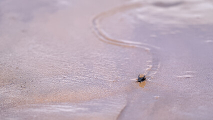 Wilk leavings patterns in the sand as it makes its way back to the water after the tide went out