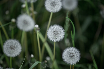 dandelion field in the green grass