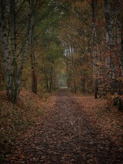 droga przez las jesienią