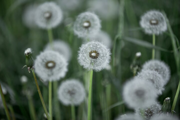dandelion field in the green grass