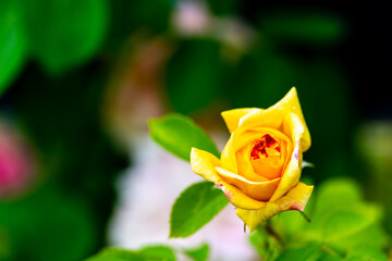 yellow glowing roses (rosales)  in bright sunshine