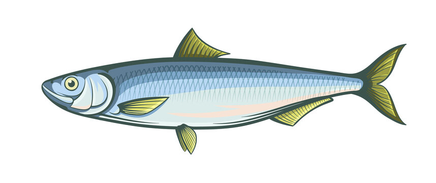 herring fish isolated vector illustration