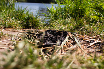 dry grass on dry ground in forest