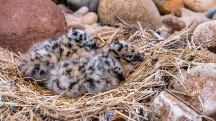Common gull chicks cuddled together in a nest on the shore