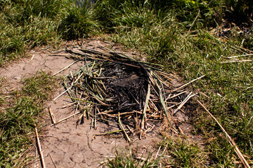 dry grass on dry ground in forest