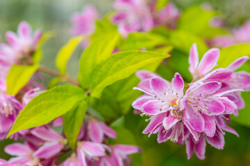 deutzia scabra in a bed in  the summer sunshine