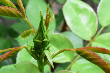 rosebud in the Bud on a Bush