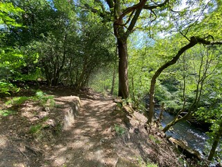 Footpath through an old forest, with a stream below in, Hardcastle Crags, Hebden Bridge, UK