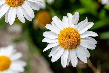 leucanthemum heterophyllum in a bed in the summer  sunshine